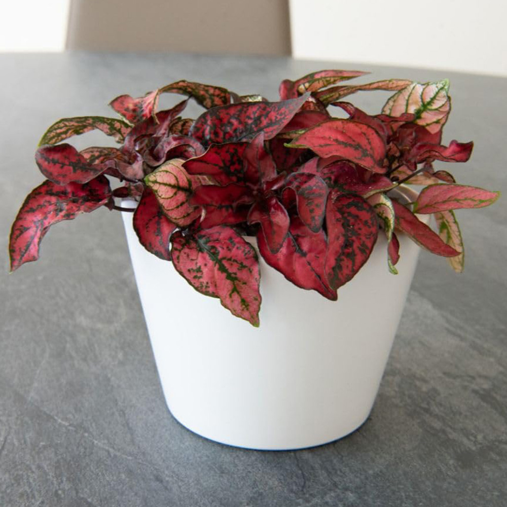 Thompson and Morgan Hypoestes Phyllostachya Red Plant Pot 3 Pack Image 1