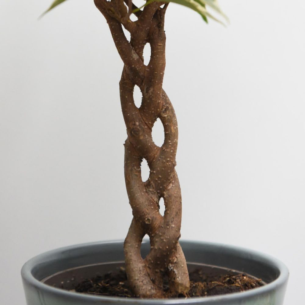 Thompson and Morgan Ficus Benjamina Nina Braided Stem Plant Pot 12cm 2 Pack Image 3
