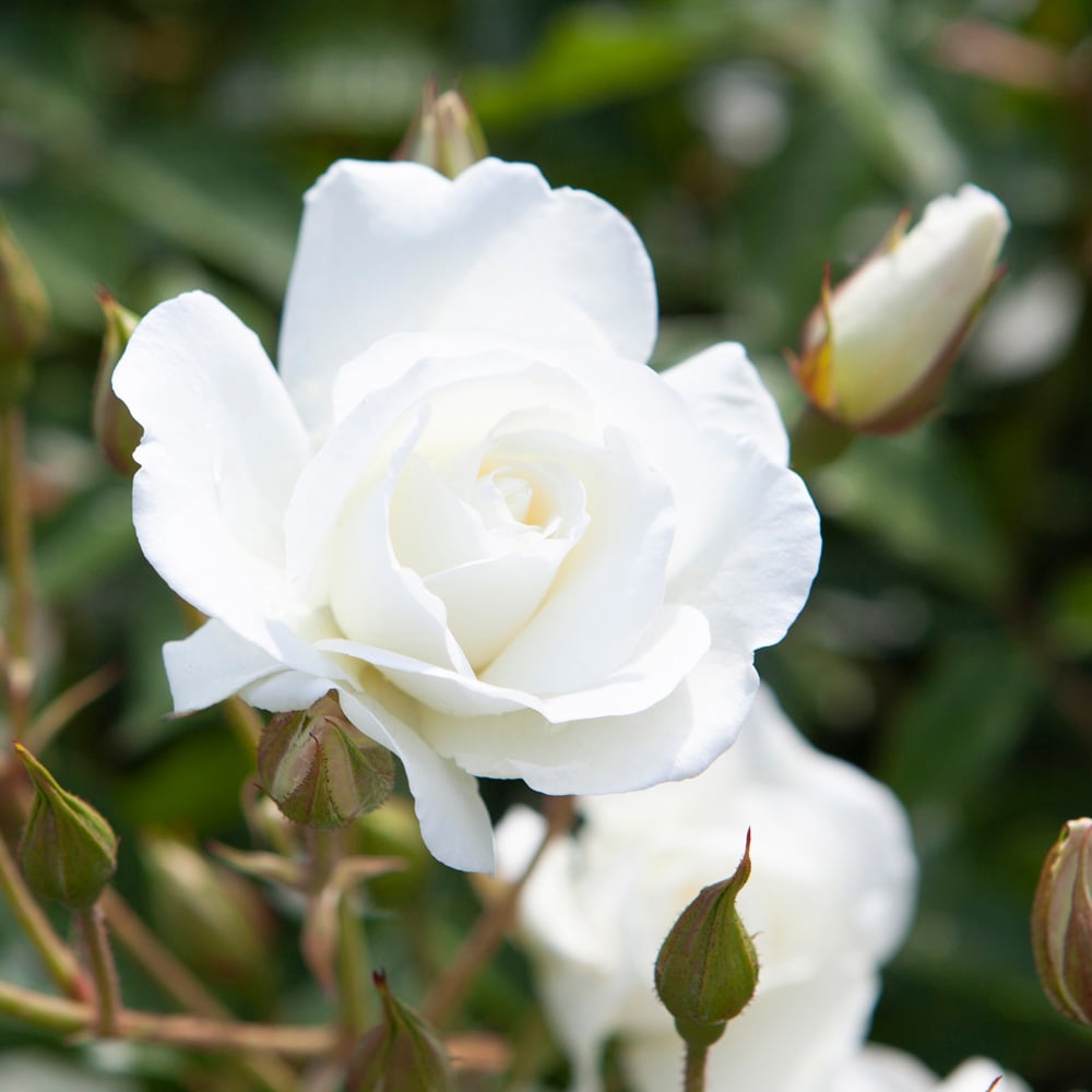 Wilko Iceberg Rose Image 1