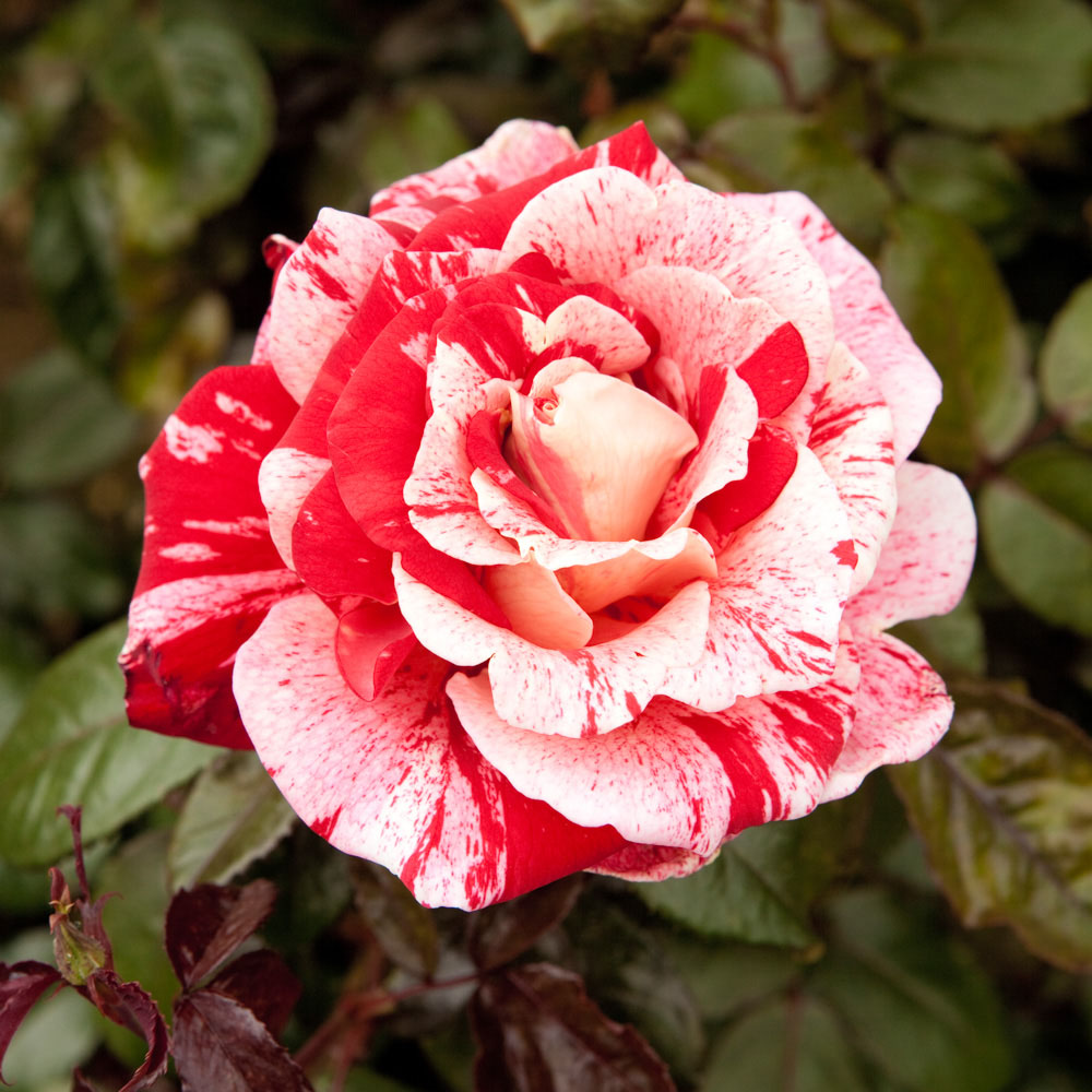 Wilko Rose Raspberry Ripple 3L Pot Image 2