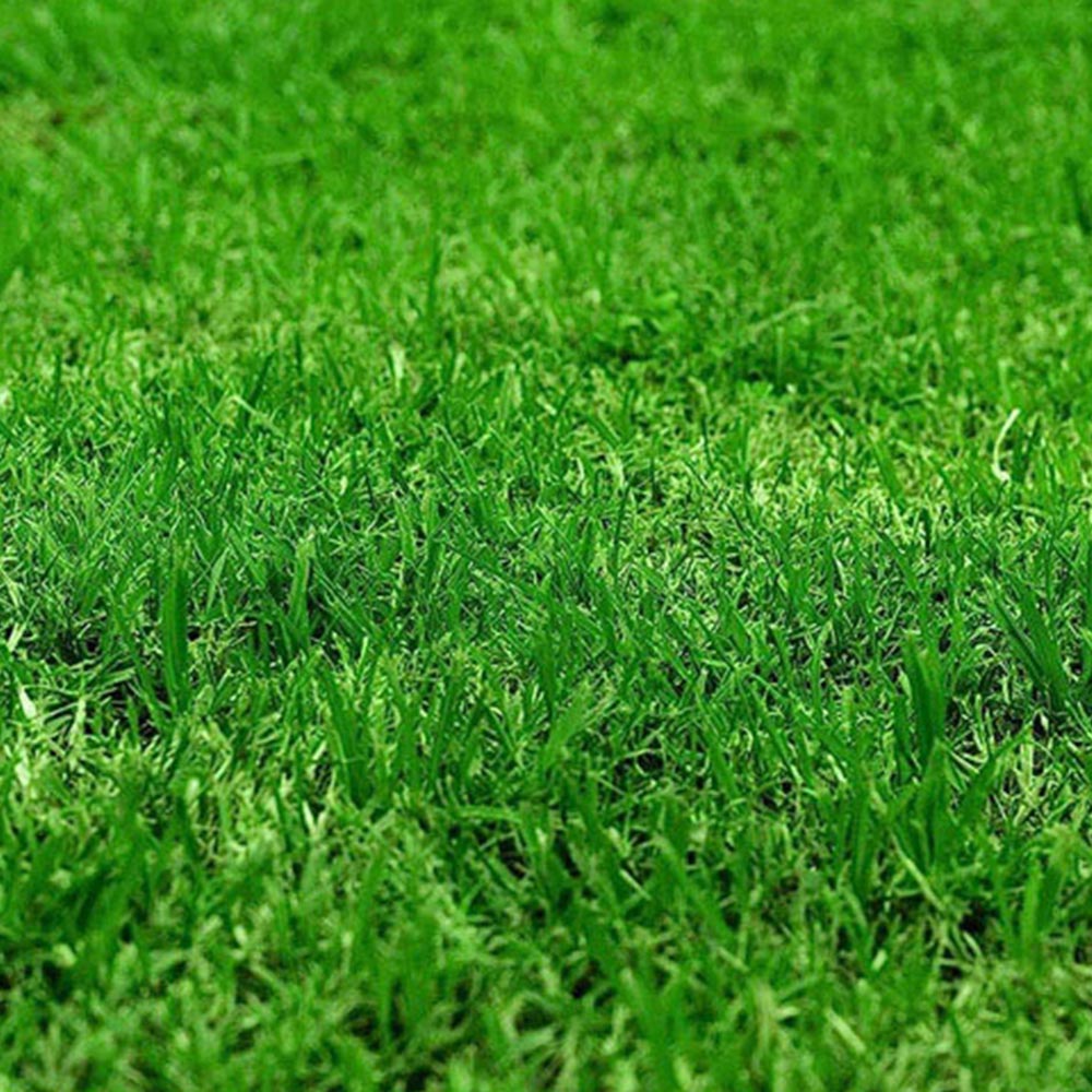 Pro-Kleen Autumn Lawn Feed Granule 2.5kg 4 Pack Image 4