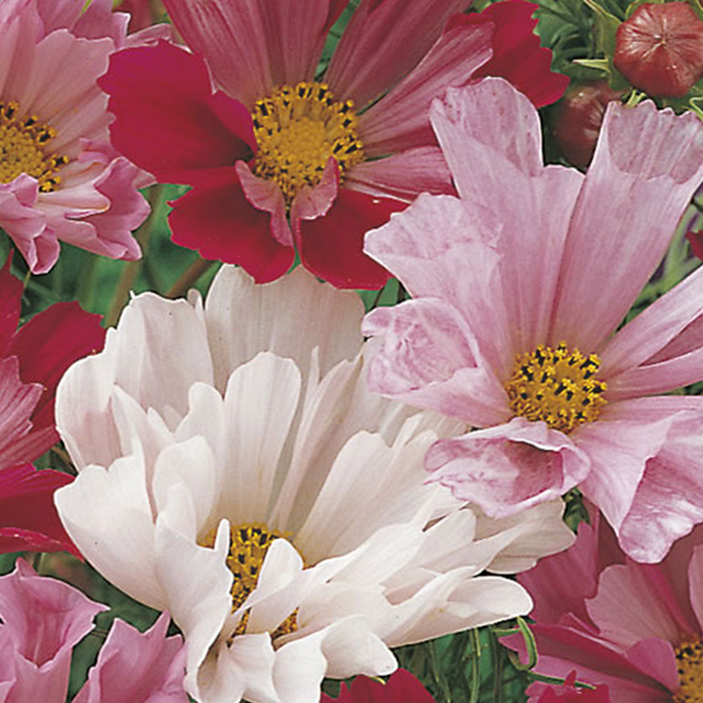 Johnsons Cosmos Sea Shell Mixed Flower Seeds Image 2
