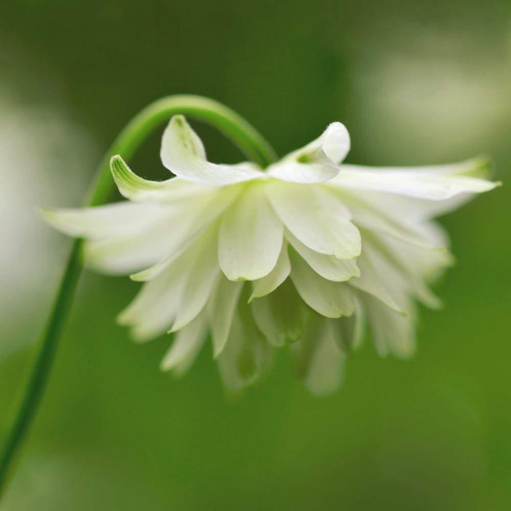 Shop Plants, seeds & bulbs