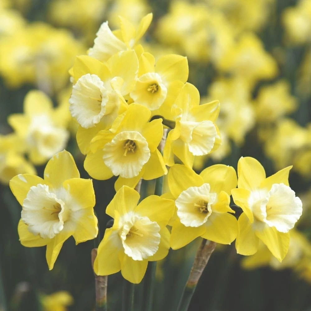 Thompson and Morgan Daffodil Jonquilla Pipit Planting Bulb 8 Pack Image 2