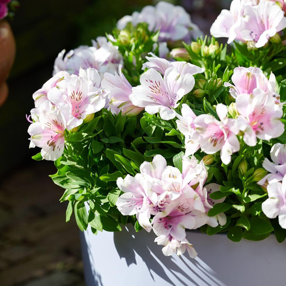 Thompson and Morgan Alstroemeria Inticancha Moon Plant Pot 2L Image 3
