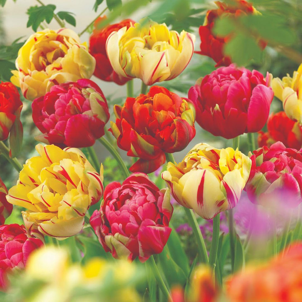 Thompson and Morgan Tulip Colour Carnival Mixed Planting Bulb 16 Pack Image 3