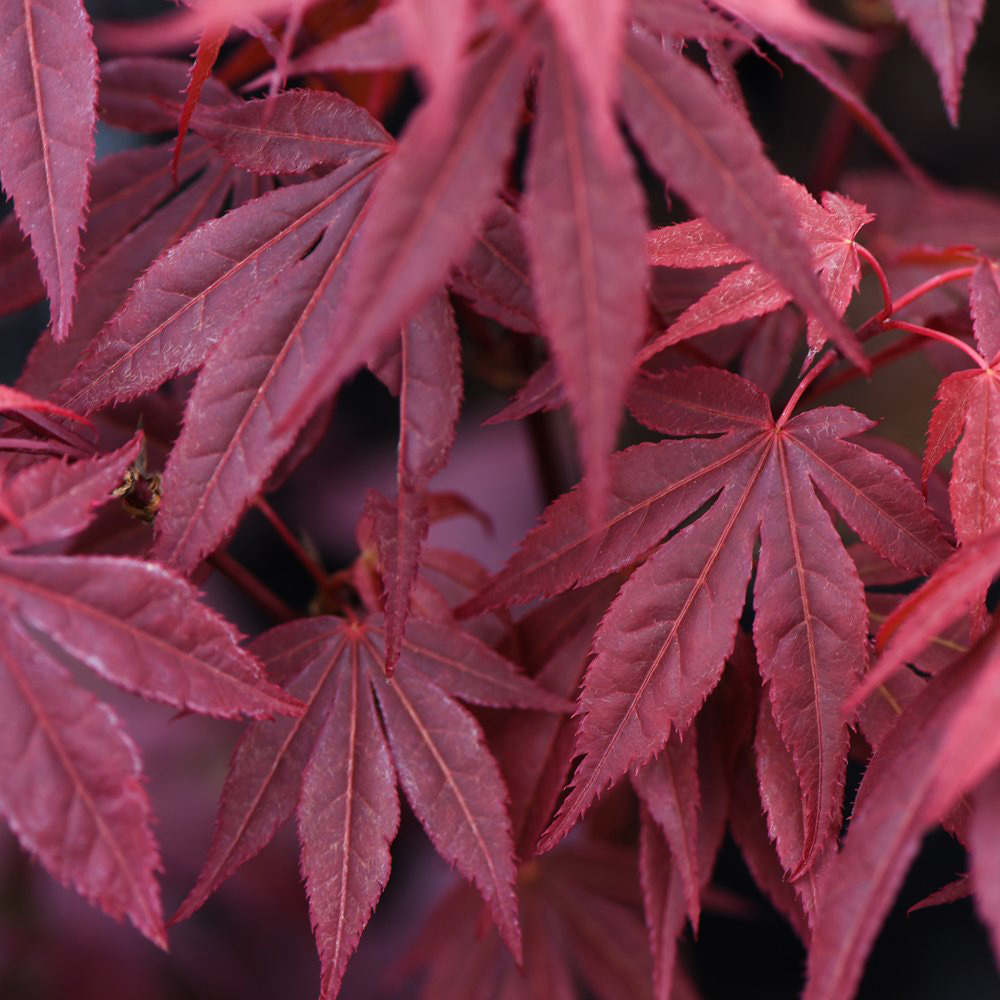 Thompson & Morgan Acer Palmatum Atropurpureum Plant Pot 7cm Image 2