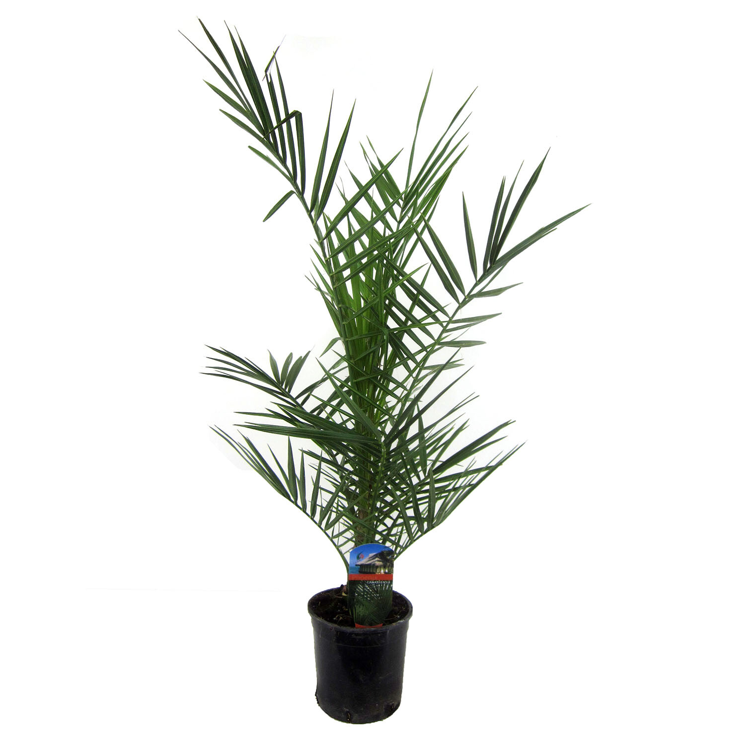 Phoenix Canariensis 15cm - Green Image