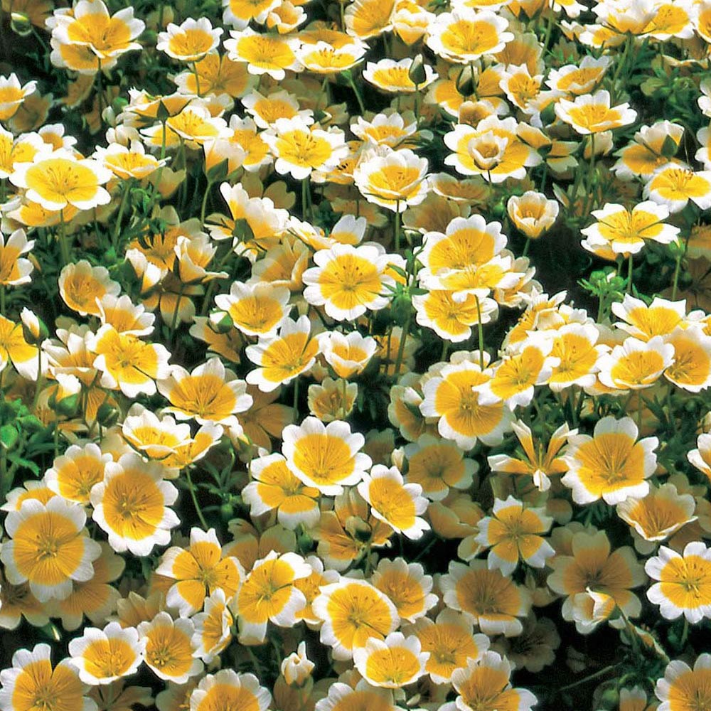 Wilko Limnanthes Poached Egg Plant Seeds Image 1
