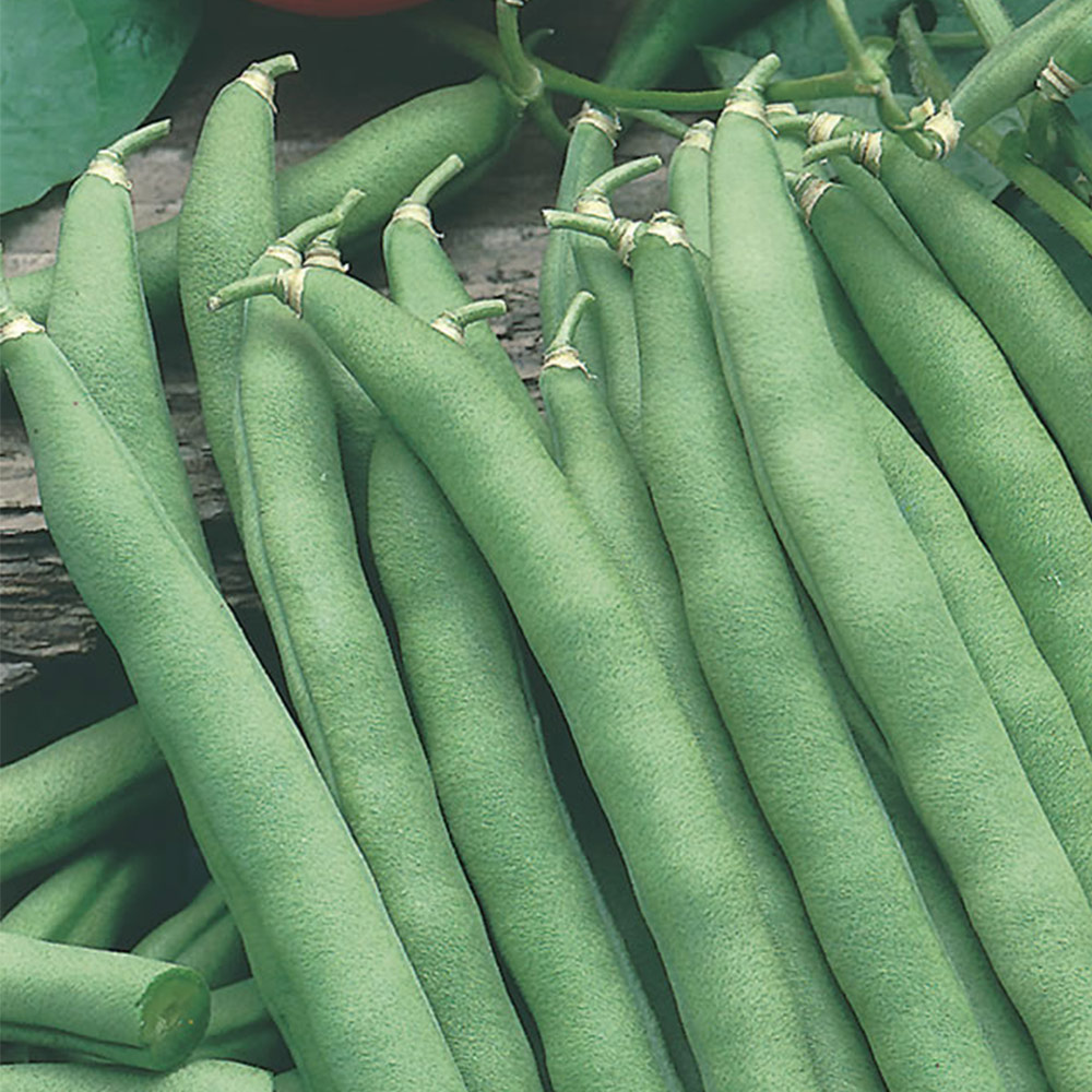 Wilko Climbing Bean Blue Lake Seeds Image 2