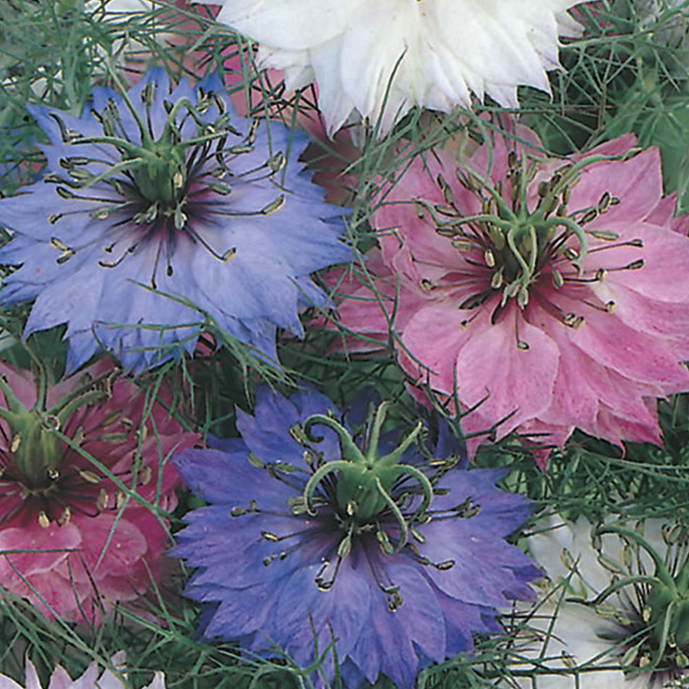 Johnsons Love In A Mist Persian Mix Flower Seeds Image 2