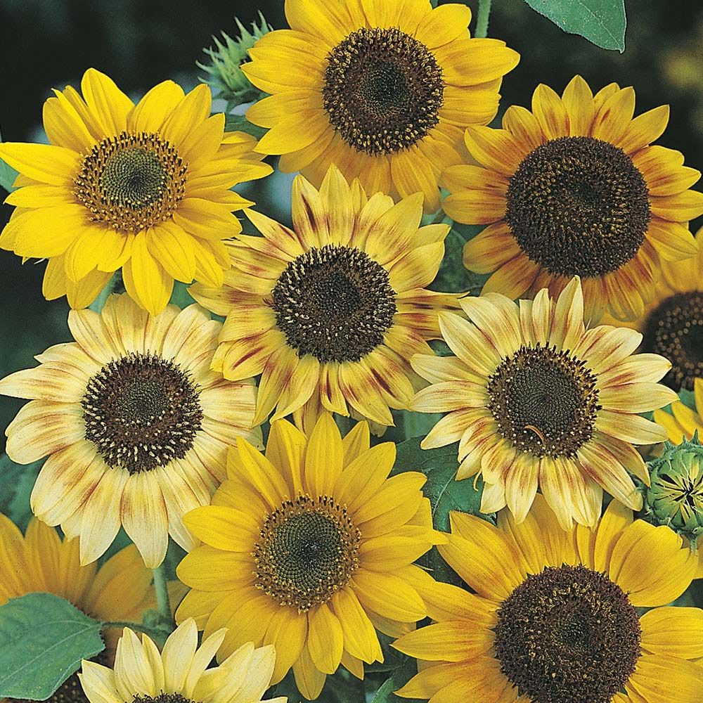 Wilko Sunflower Sunburst Seeds Image 1