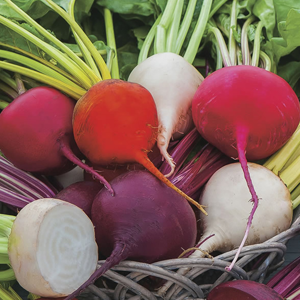 Wilko Beetroot Multicoloured Mix Seeds Image 2