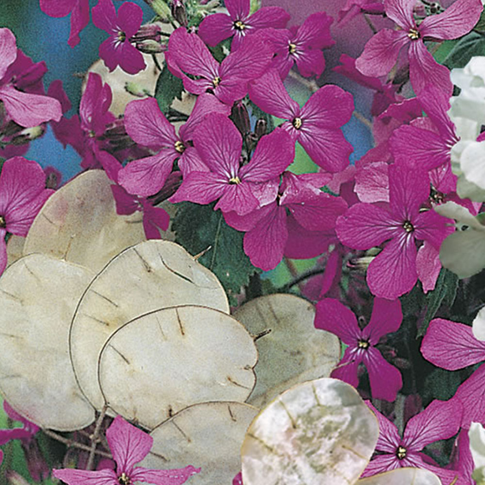 Wilko Honest Purple and White Mixed Flower Seeds Image 2