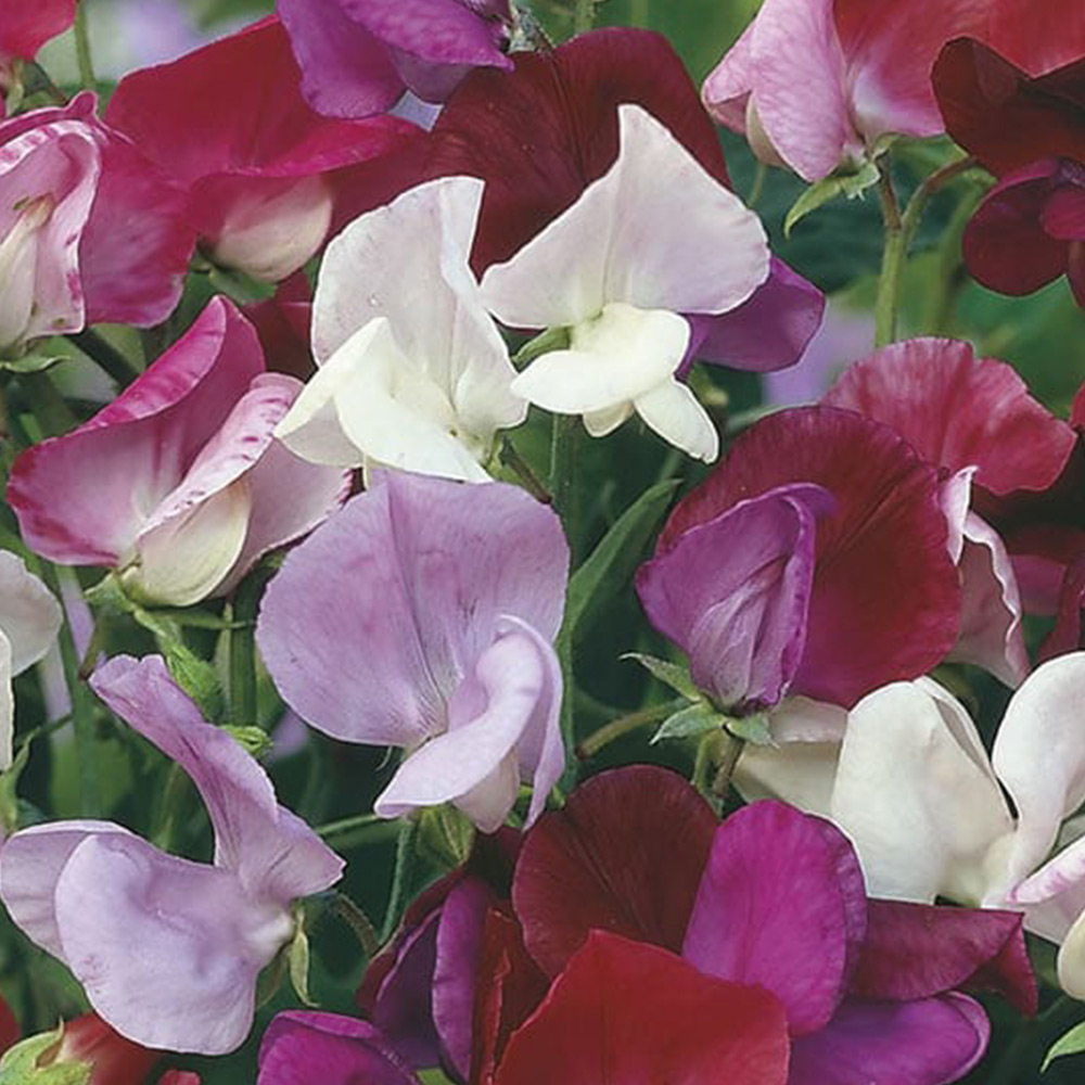Johnsons Mixed Sweet Pea Old Fashioned Flower Seeds Image 2