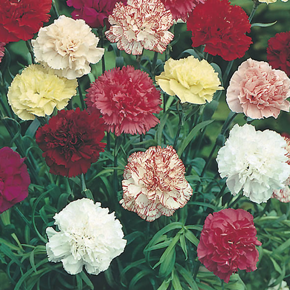 Johnsons Carnation Giant Chabaud Double Mix Seeds Wilko