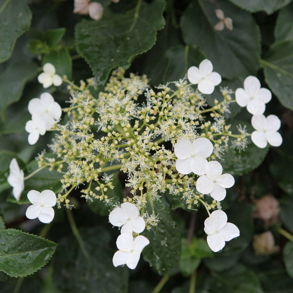 Thompson and Morgan Hydrangea Petiolaris Plant Pot 9cm 2 Pack Image 1