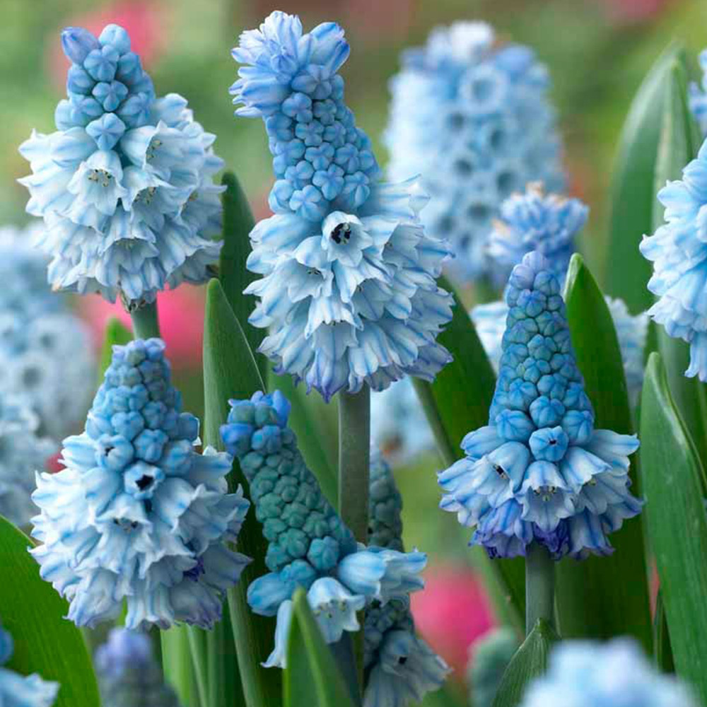 Wilko Muscari Azureum Autumn Planting Bulbs 15 Pack Image 1