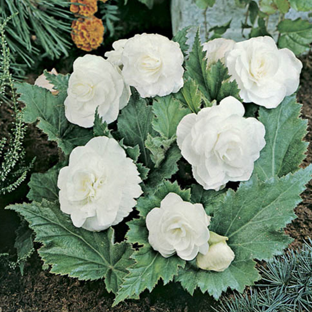 YouGarden Begonia Non Stop Mix Garden Ready Plant 20 Pack Image 3