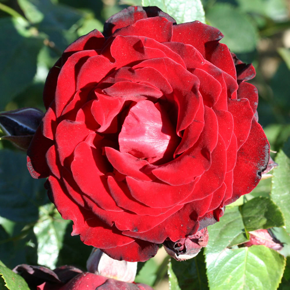 YouGarden Climbing Dublin Bay Bare Root Rose 3-4L Pot Image