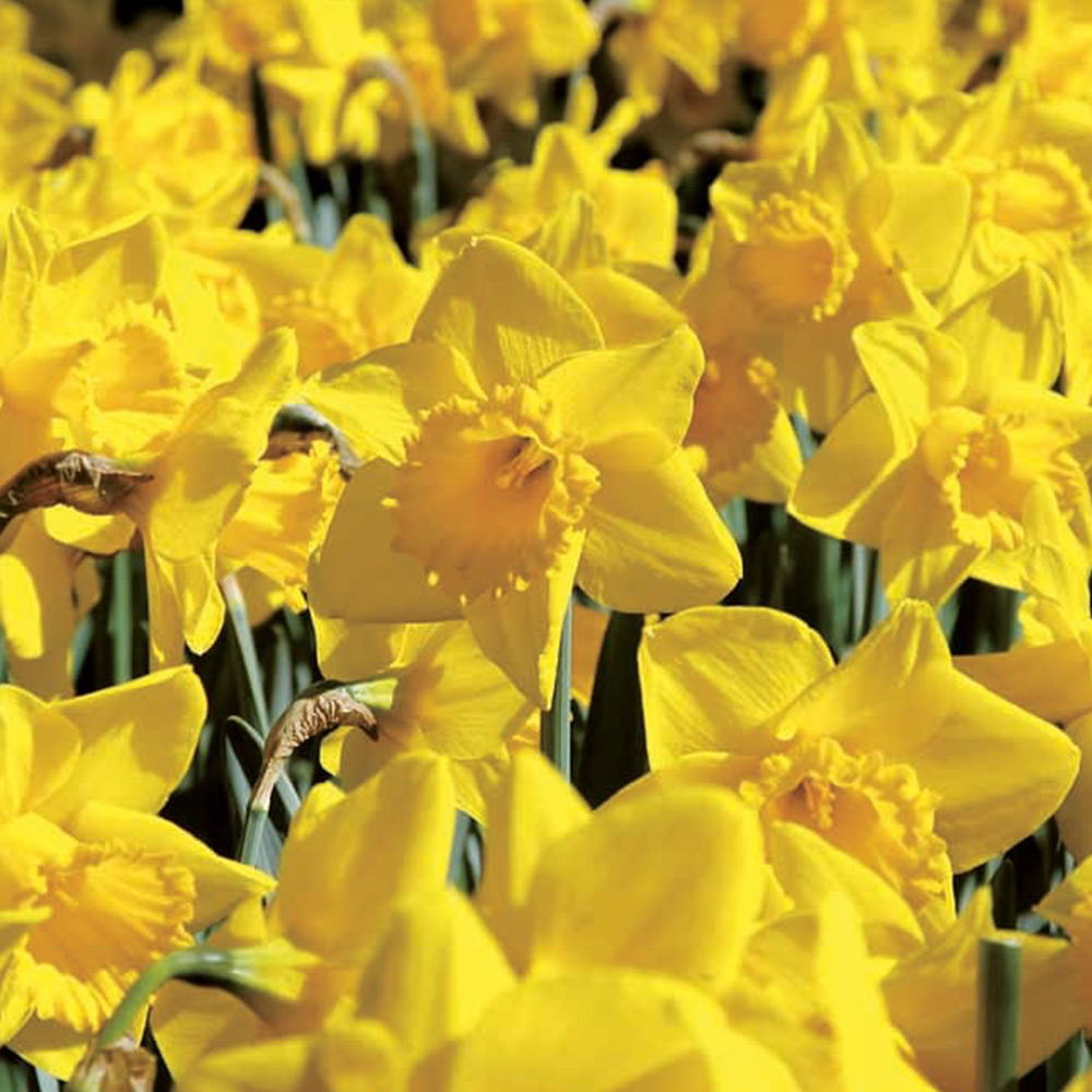 Wilko Daffodil Yellow Bulbs 1.5kg Image 1