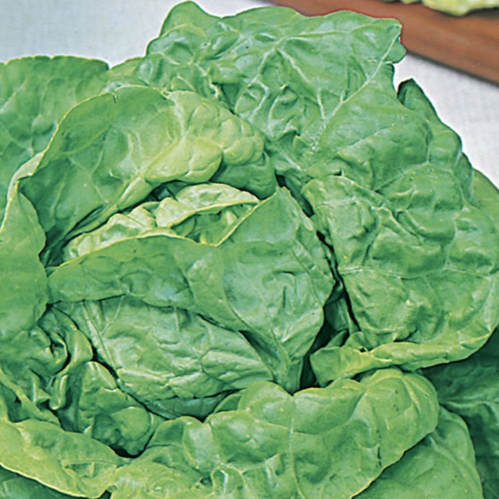 Wilko Lettuce All Year Round Seeds Image 2