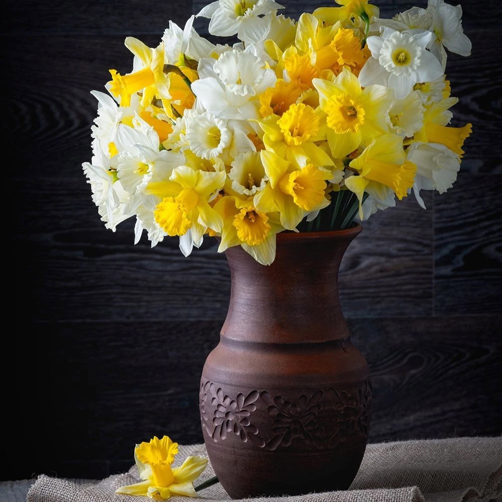 Thompson and Morgan Daffodil Spring Flowering Mixed Spring Planting Bulb 80 Pack Image 5