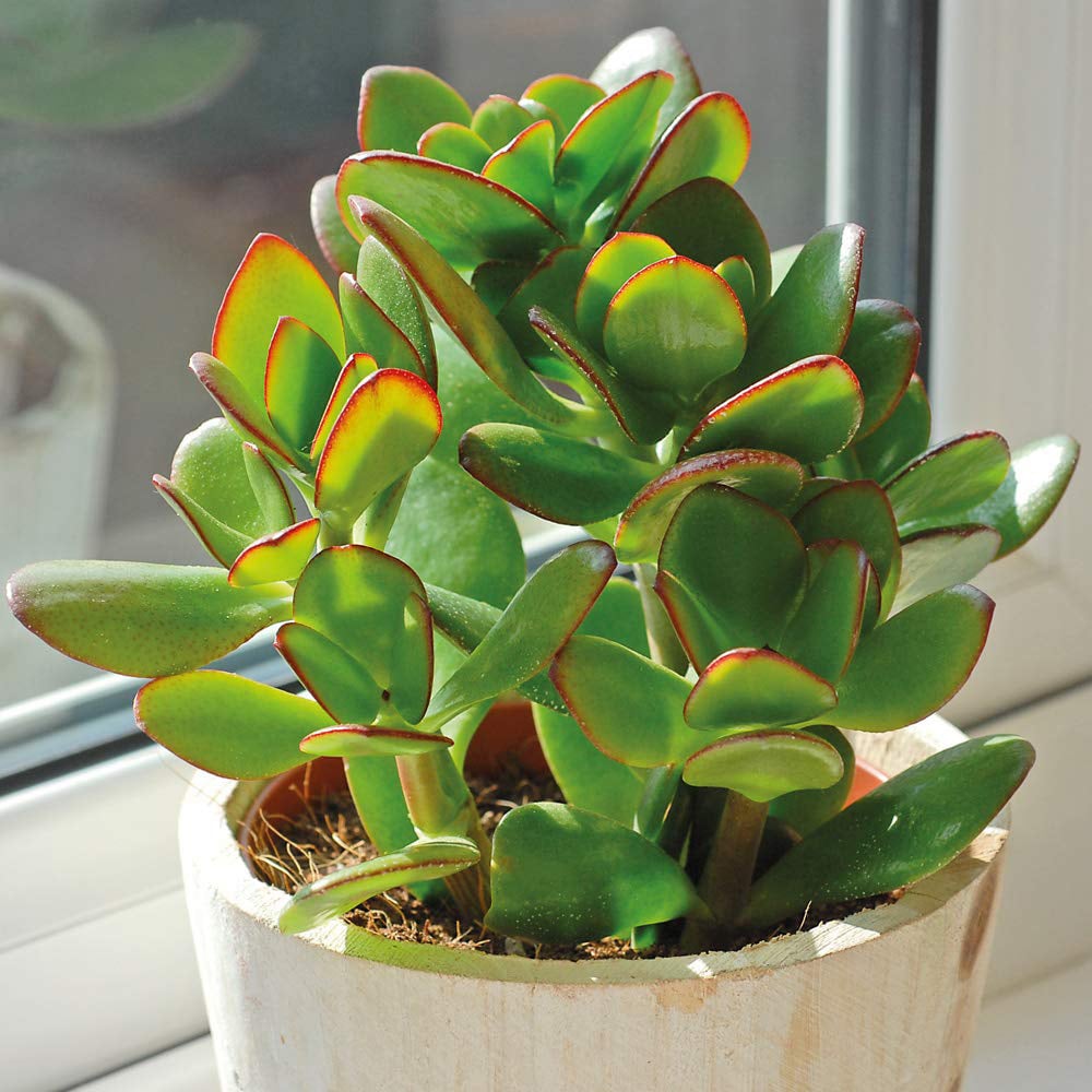 Thompson and Morgan Crassula Ovata Potted Plant 12cm 2 Pack Image 1