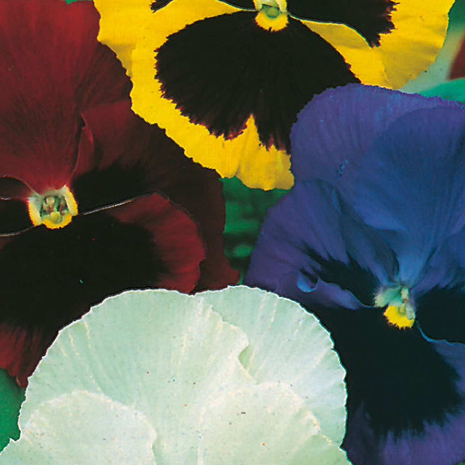 Johnsons Pansy Swiss Giant Mixed Flower Seeds Image 1
