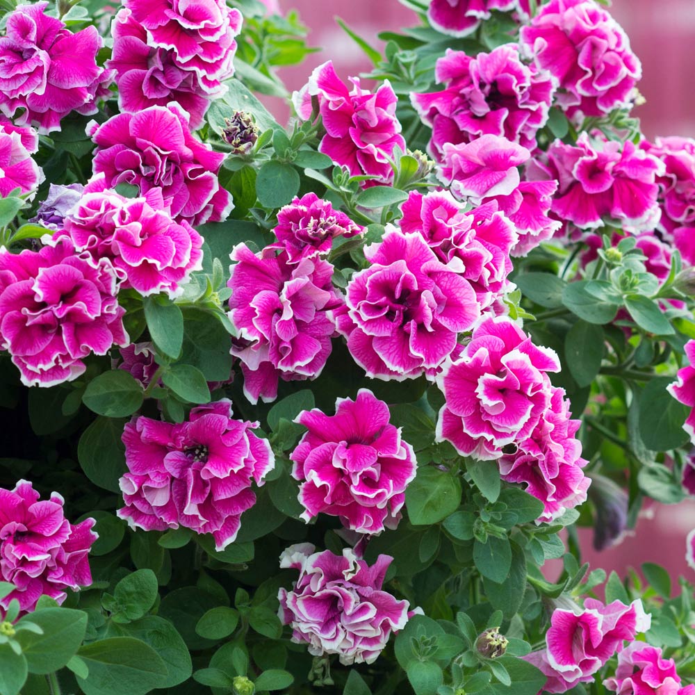 YouGarden Tumbelina Ruffles Collection Plug Plant 18 Pack Image 3