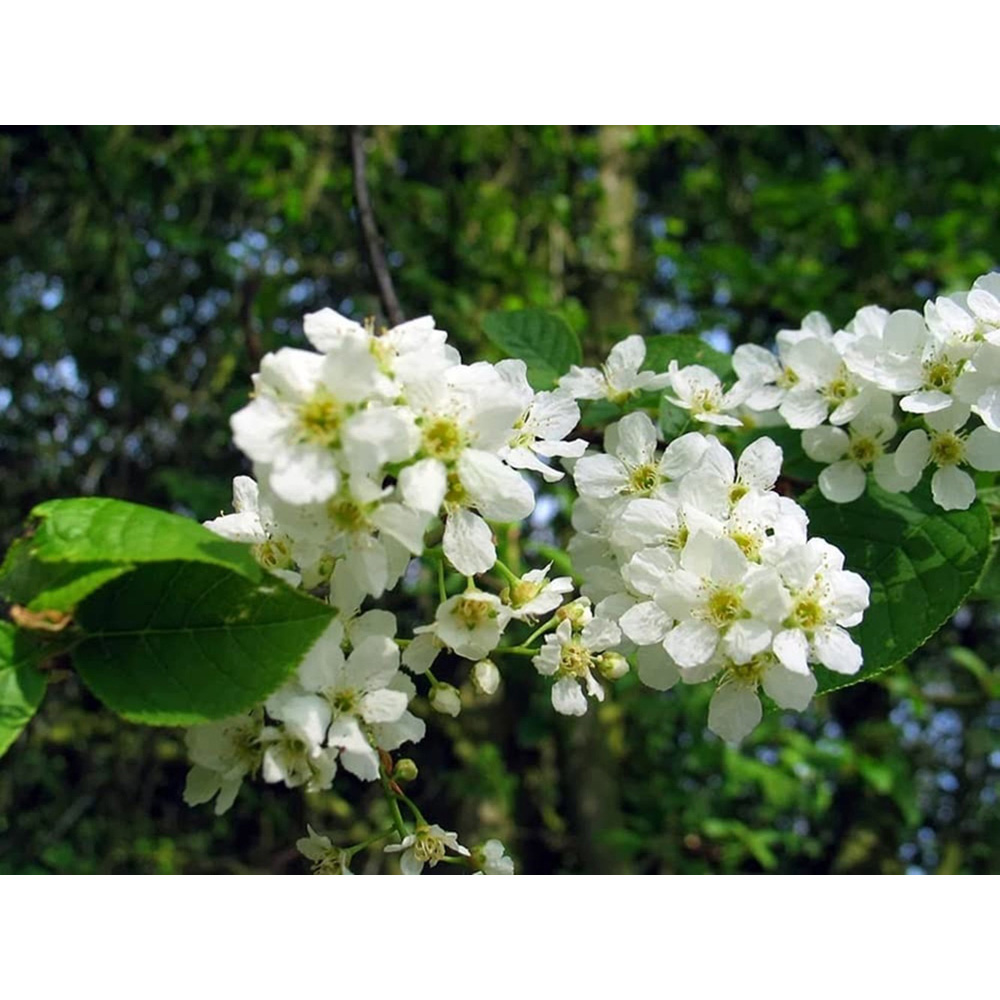 Inspirational Gifting Bird Cherry Bare Root Hedge Plant Sapling 3-4ft 5 Pack Image 4