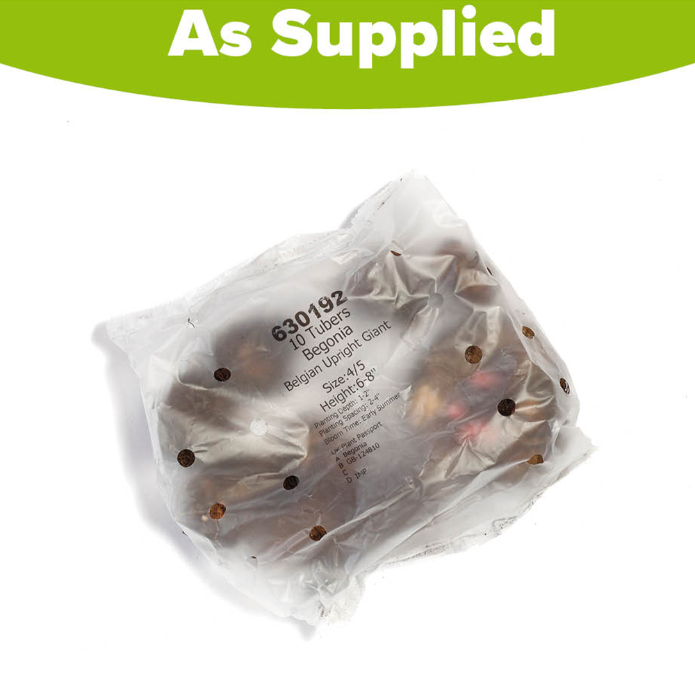 YouGarden Belgian Upright Giant Begonia Tuber 10 Pack Image 5