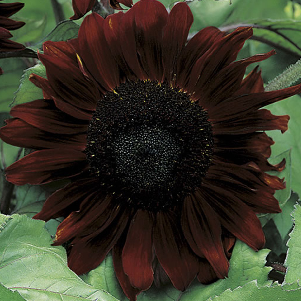 Johnsons Sunflower Black Magic Flower Seeds Image 2