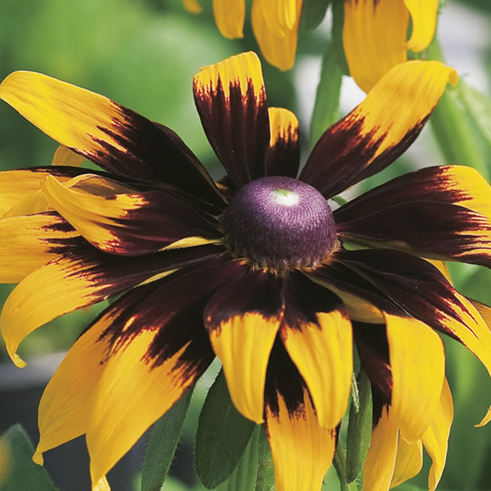 Wilko Rudbeckia Aries Seeds Image 2