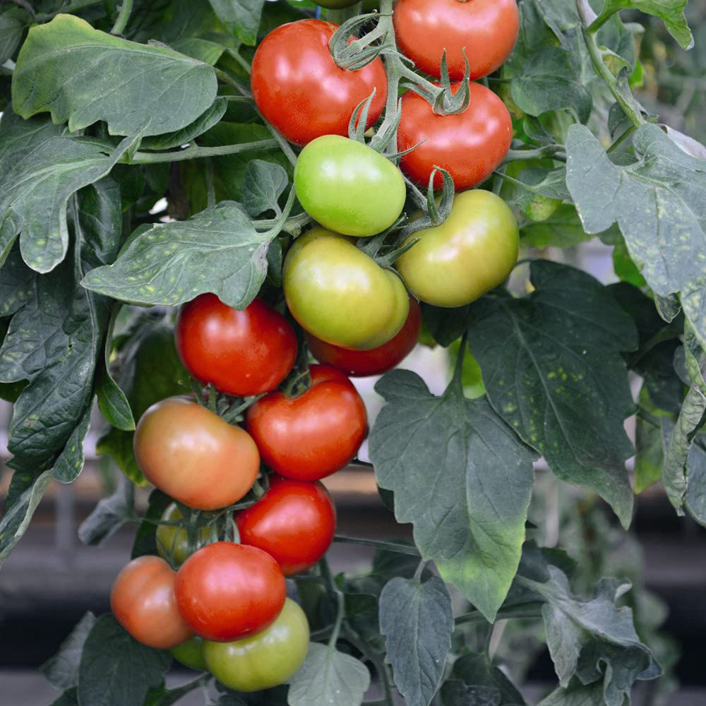 Thompson and Morgan Tomato Crimson Crush Plant Pot 9cm Image 4