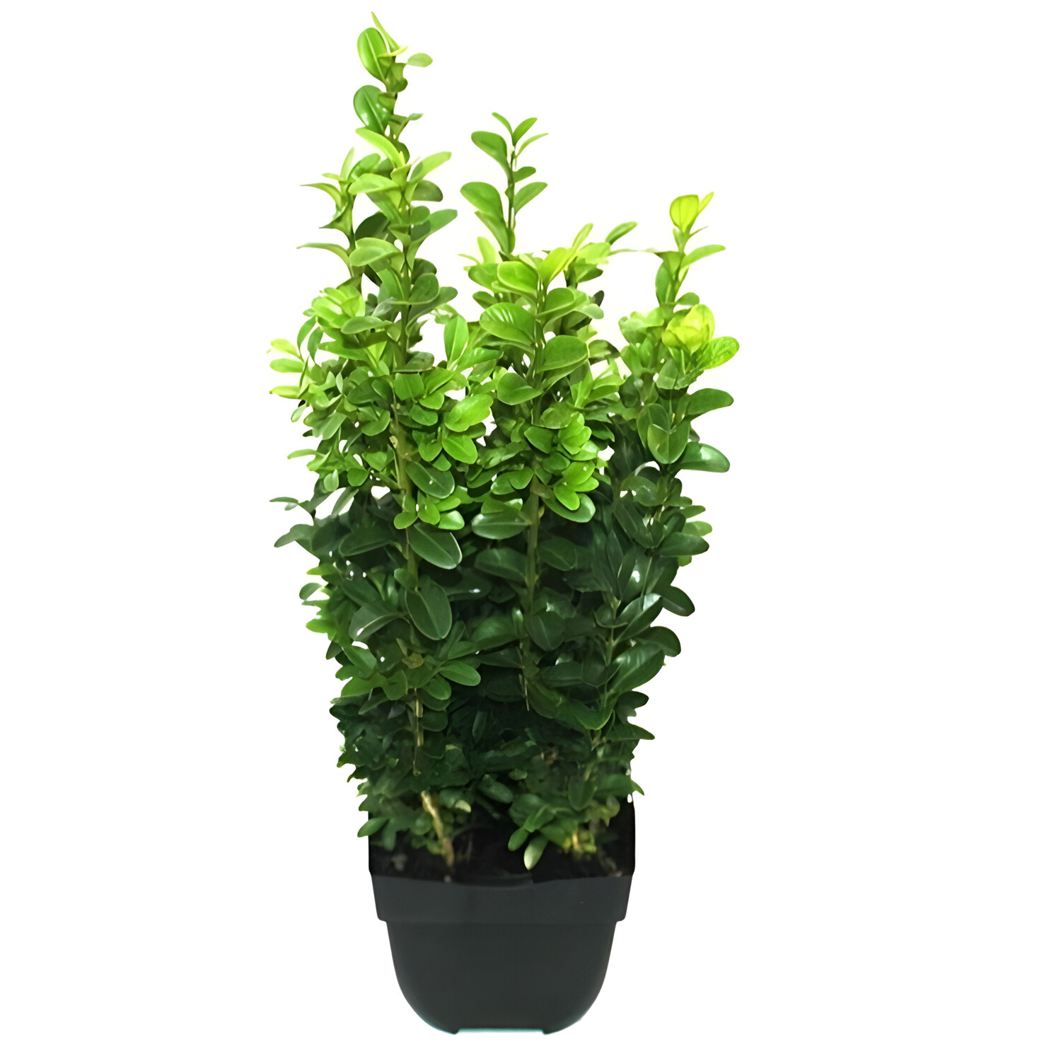 Buxus Semp Pot Grown Shrub 13cm - Green Image