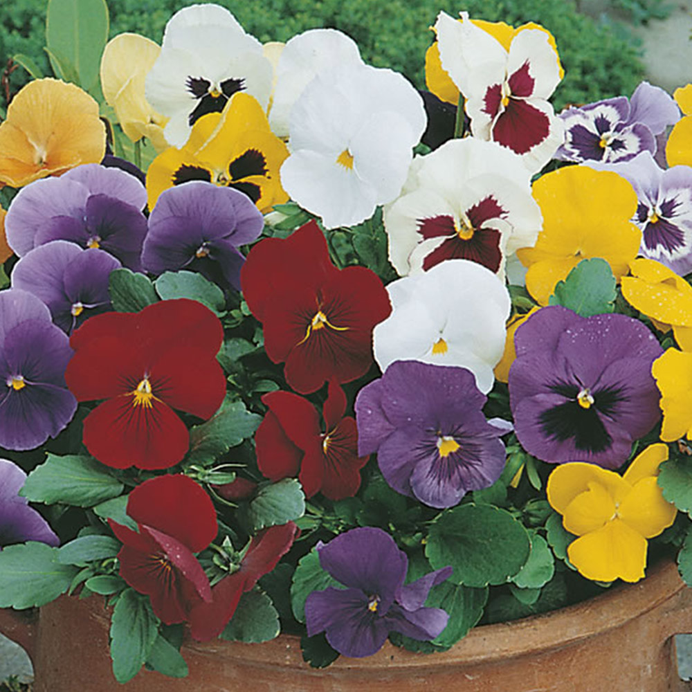 Johnsons Pansy Special Early Mix F1 Flower Seeds Image 2