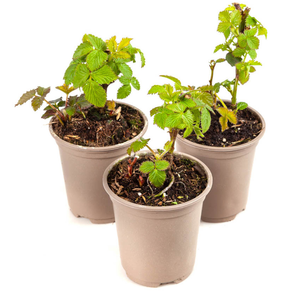 wilko Blackberry Cascade Plant Pot 9cm 3 Pack Image 3