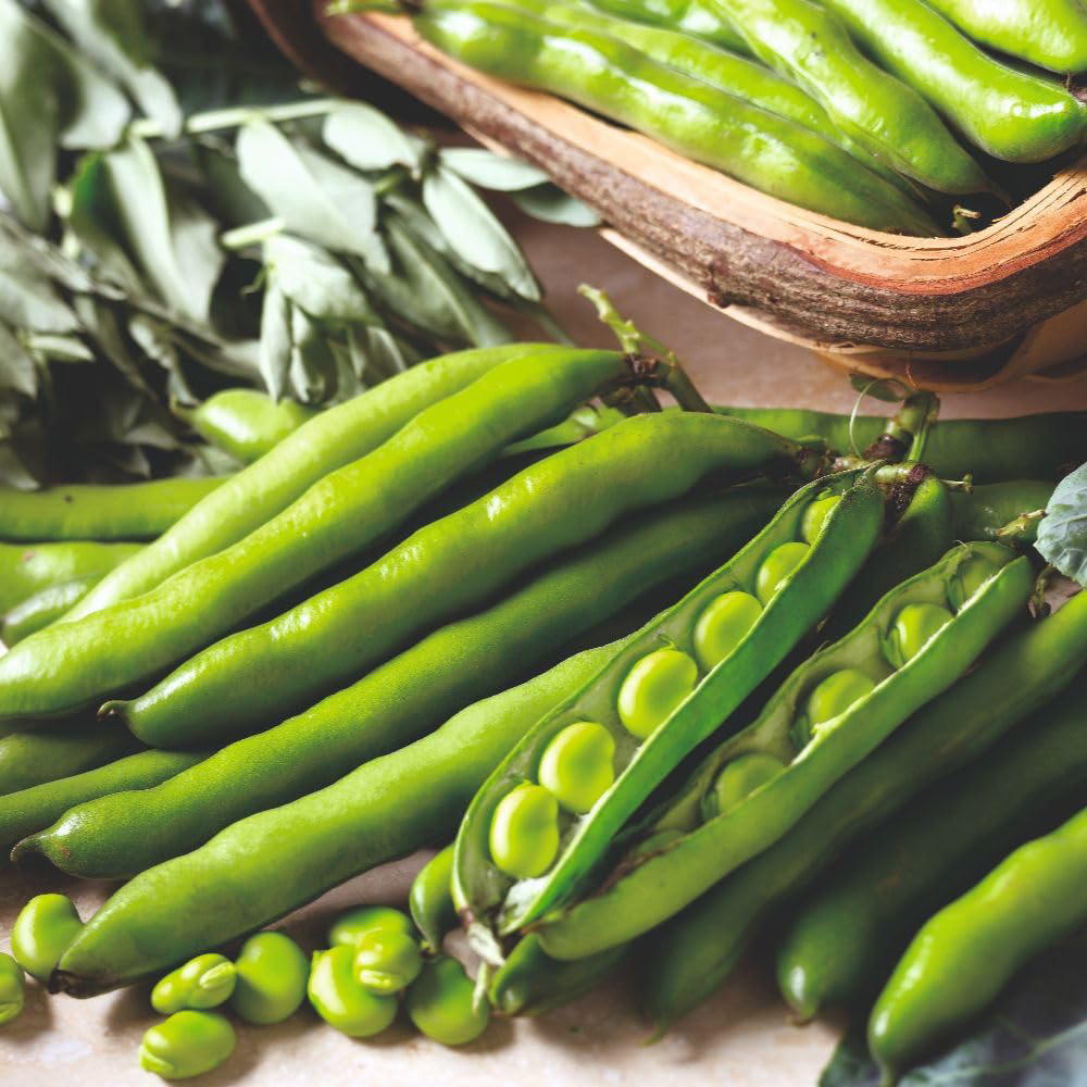 Thompson and Morgan Broad Bean Aquadulce Claudia Seeds Image 4