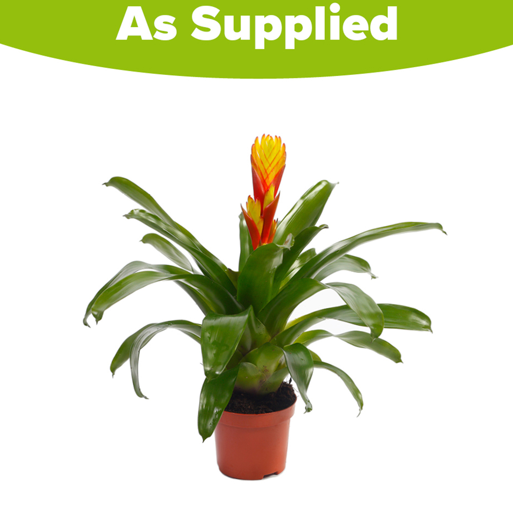 YouGarden Bromeliad Flaming Sword Vreisea Electric Plant Pot 9cm Image 2