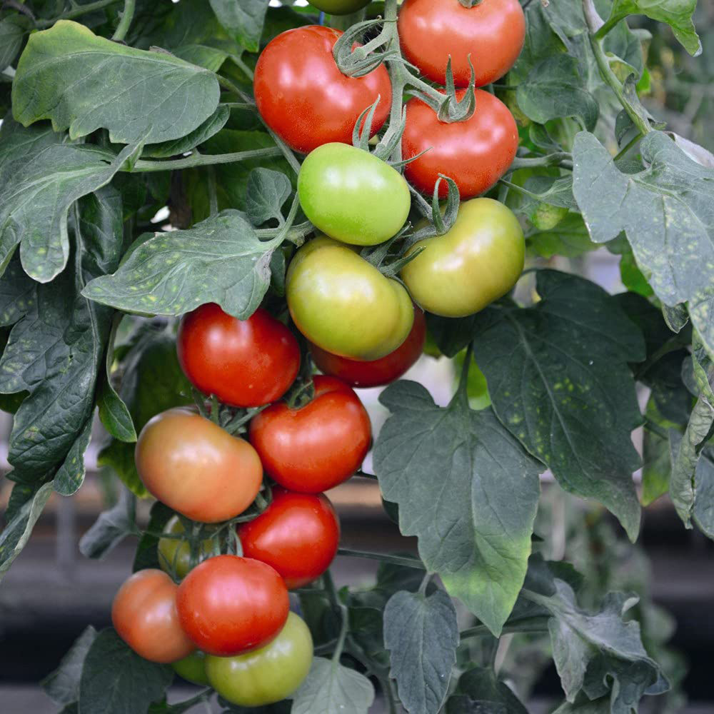 Thompson and Morgan Tomato Grafted Crimson Collection Plant Pot 9cm 8 Pack Image 7