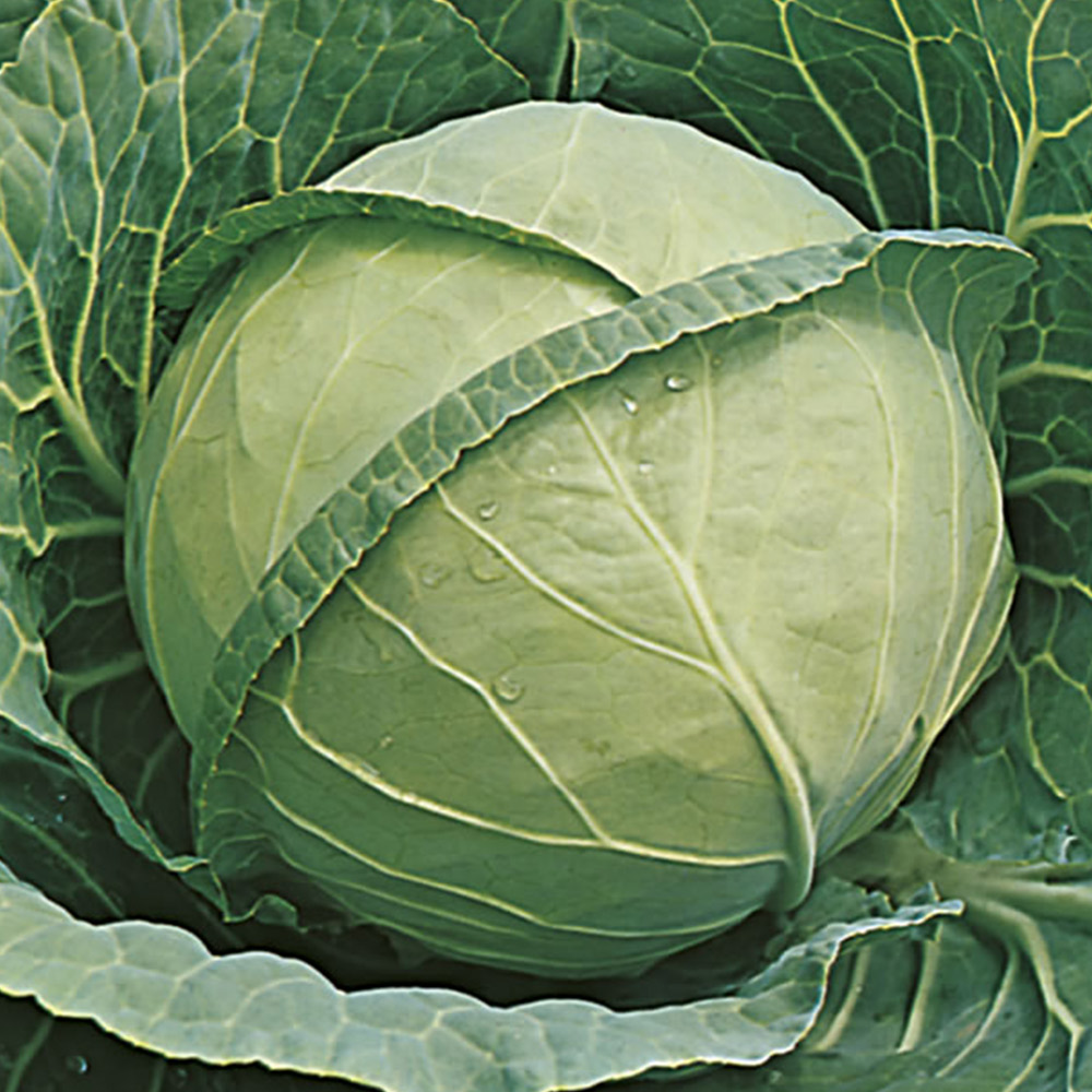 Johnsons Cabbage Seeds Image 2