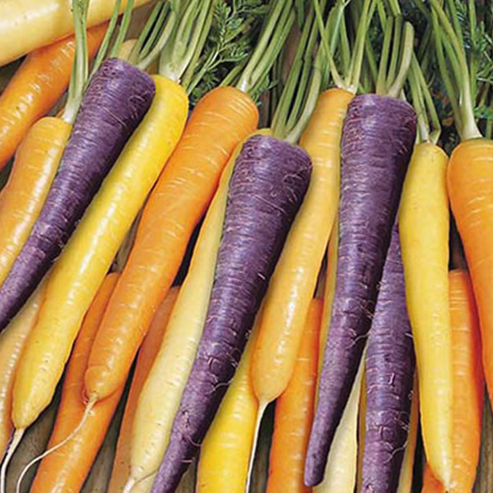 Wilko Carrot Harlequin F1 Seeds Image 2