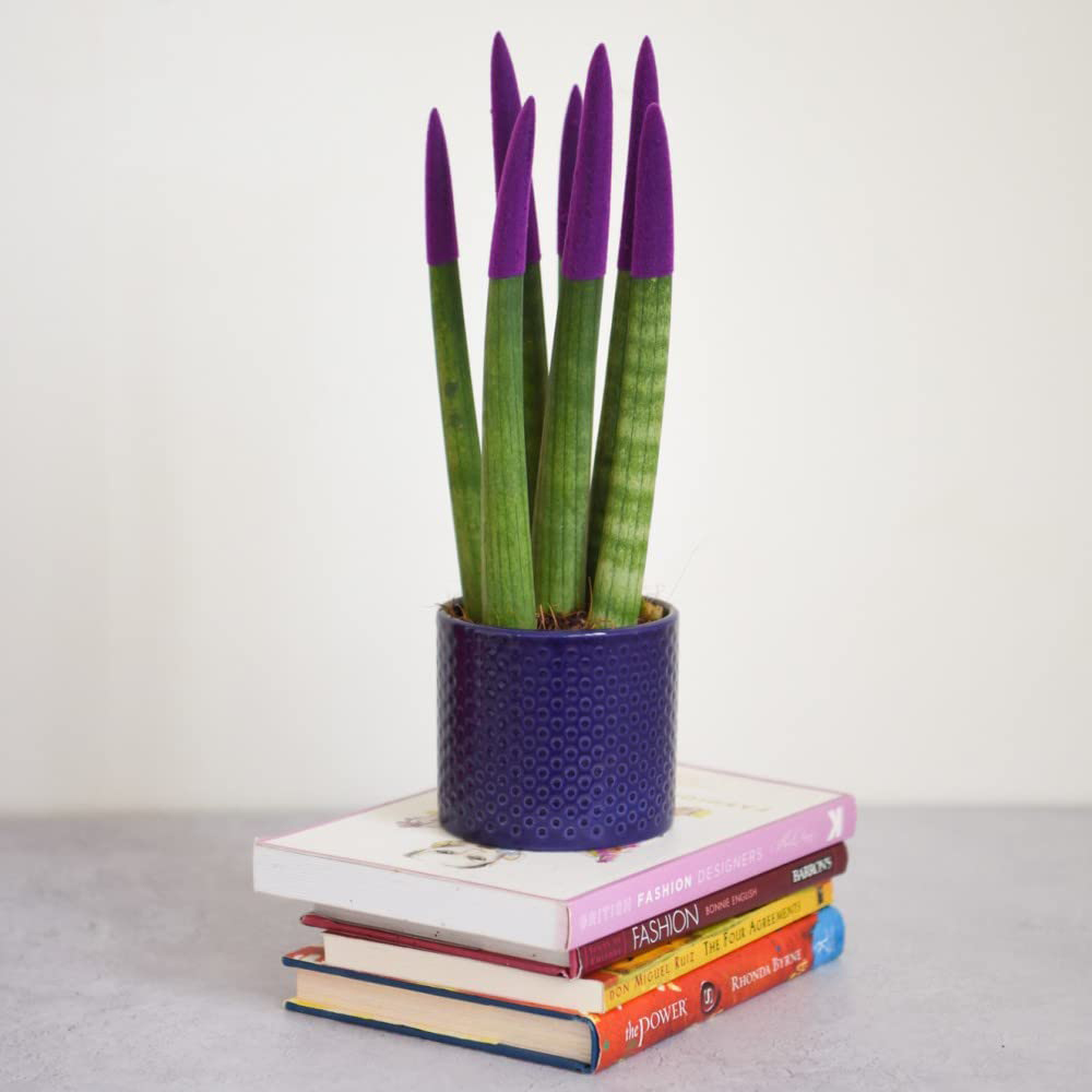 Thompson and Morgan Sansevieria Cylindrica Straight Colour Tips Plant Pot 9cm Image 6