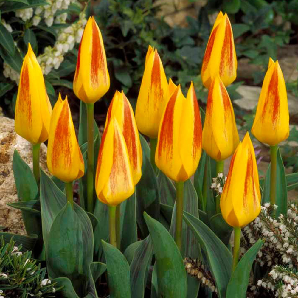 Wilko Tulip Guiseppe Verde 8pk Image 1
