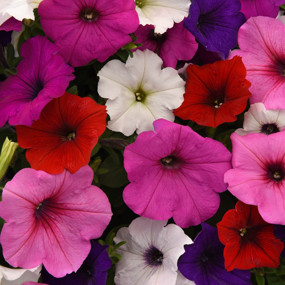 wilko Petunia Easy Wave Mixed Garden Ready Plants 20 Pack Image 1