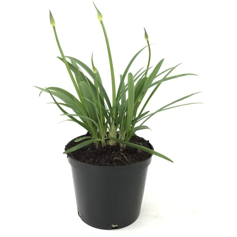 Thompson and Morgan Agapanthus Brilliant Blue Plant Pot 3L 3 Pack Image 2