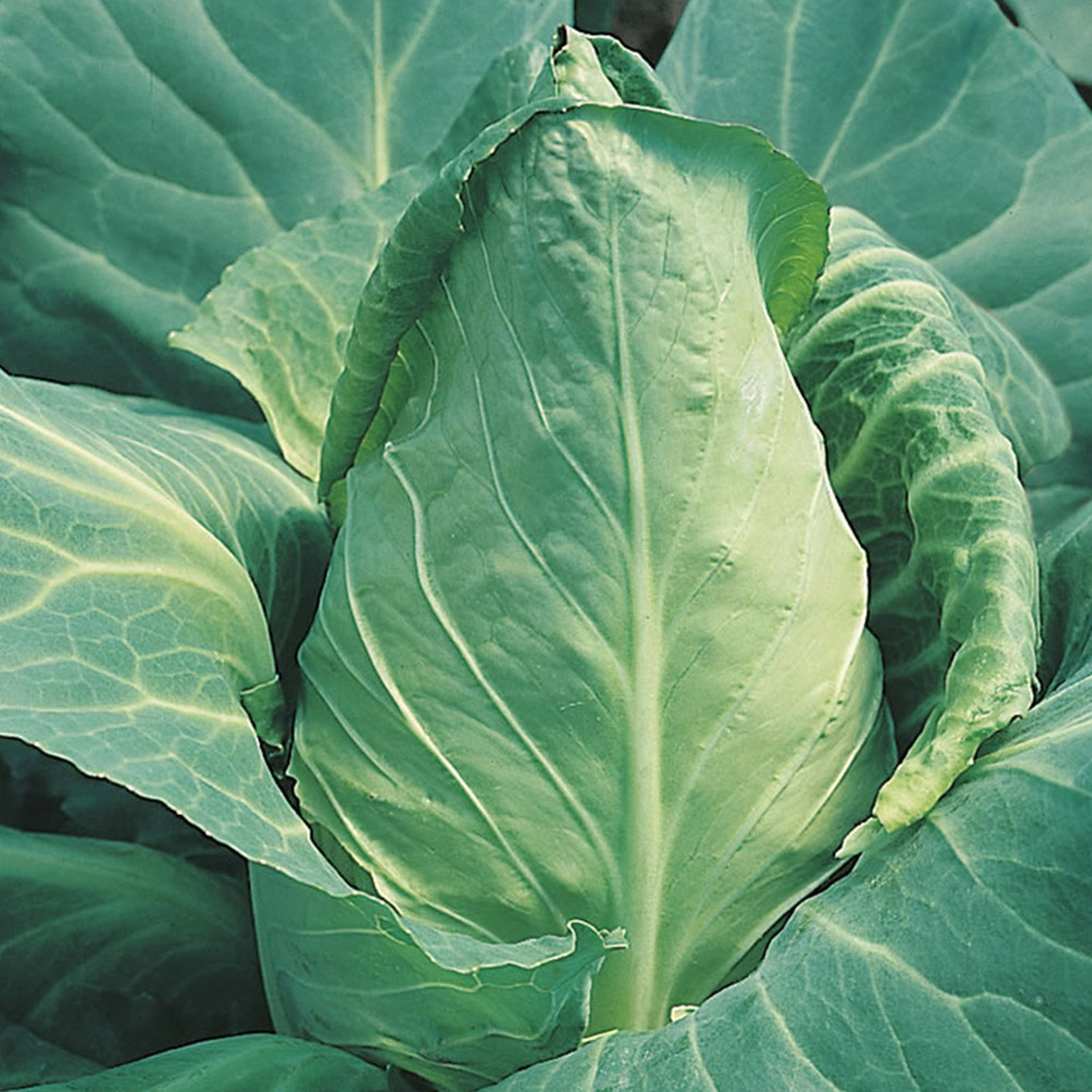 Johnsons Cabbage Offenham 2 (Flower of Spring) Seeds Image 2