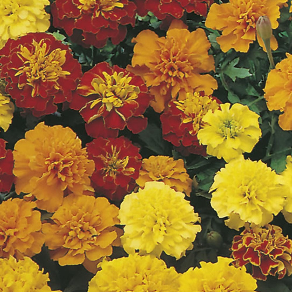 Wilko Marigold French Petite Mixed Seeds Image 2