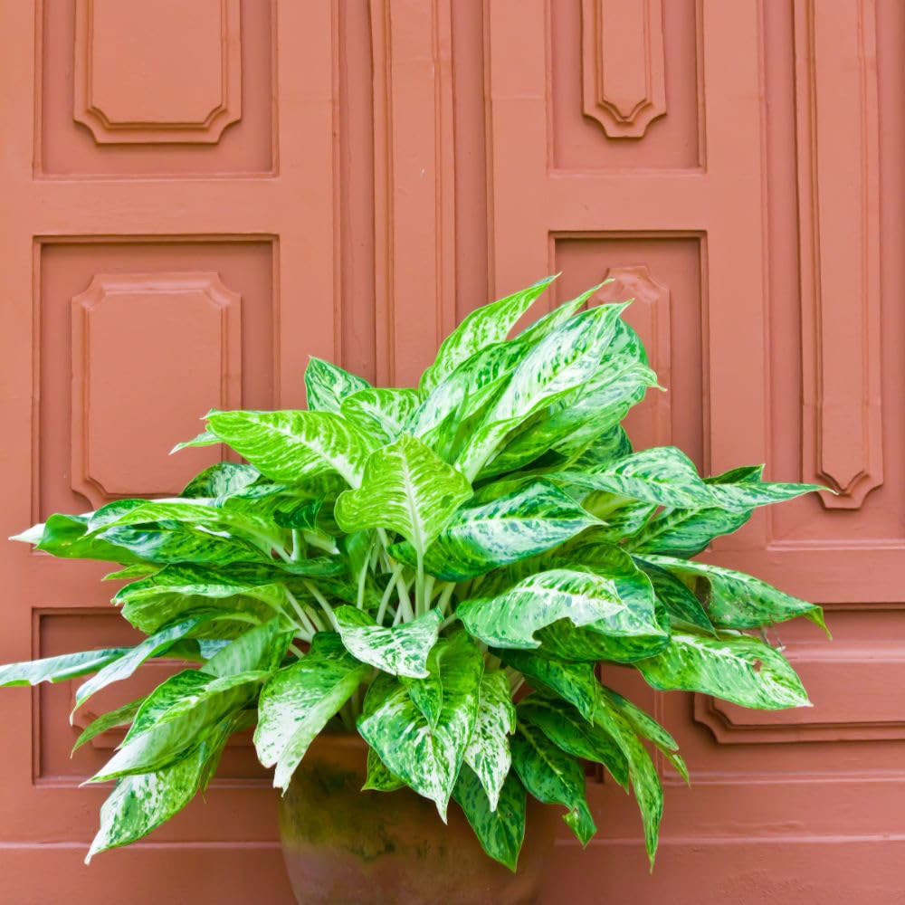 Thompson & Morgan Aglaonema Christina Chinese Evergreen Plant Pot 12cm 2 Pack Image 3